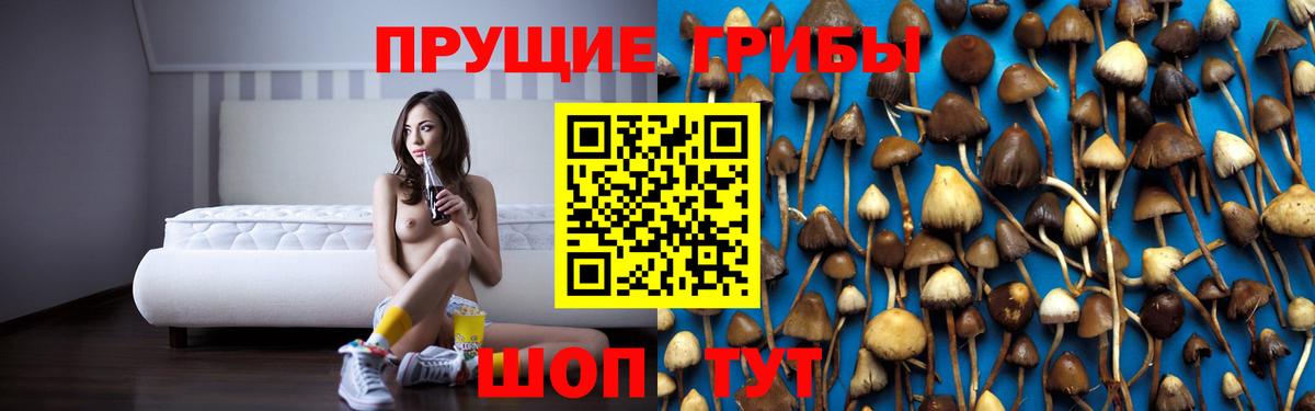 Псилоцибиновые грибы Psilocybe Алексеевка